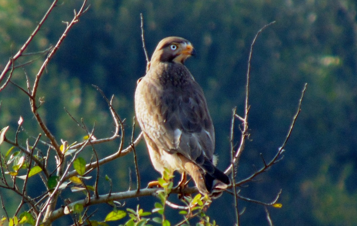 White-eyed Buzzard - ML23222551
