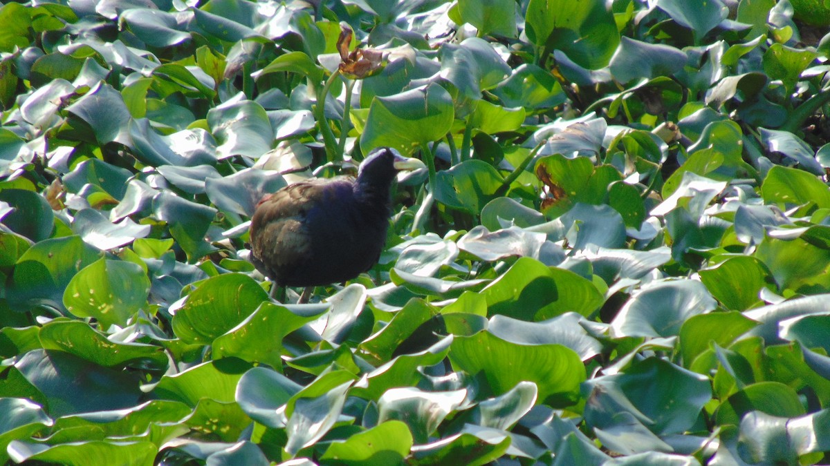 Bronze-winged Jacana - ML23222561