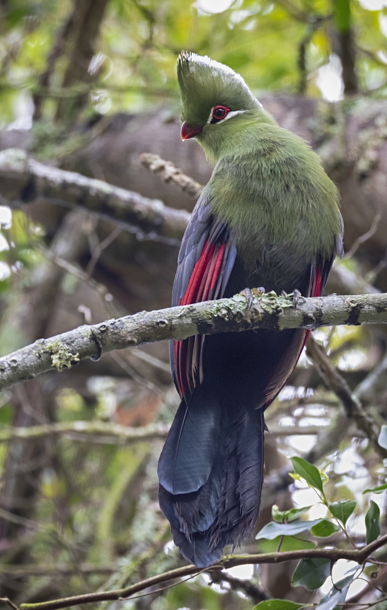 Knysna Turaco - ML232226821