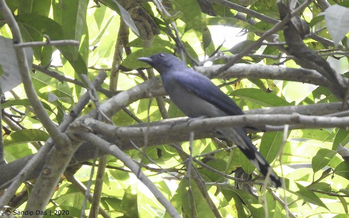 Black-winged Cuckooshrike - ML232228451