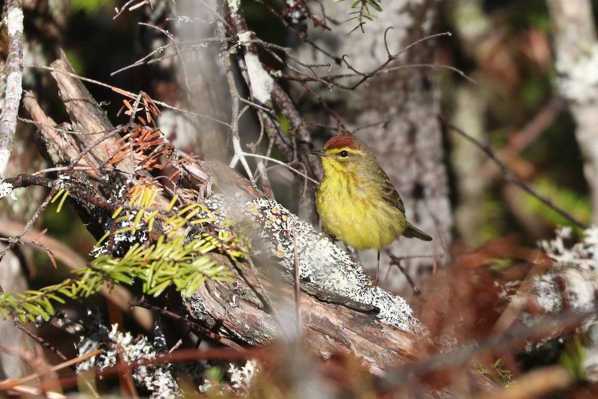 Palm Warbler (Yellow) - ML232229821