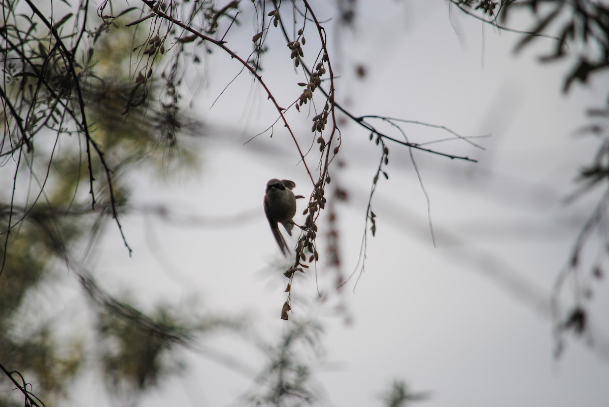 Eurasian Penduline-Tit - Trent Smith