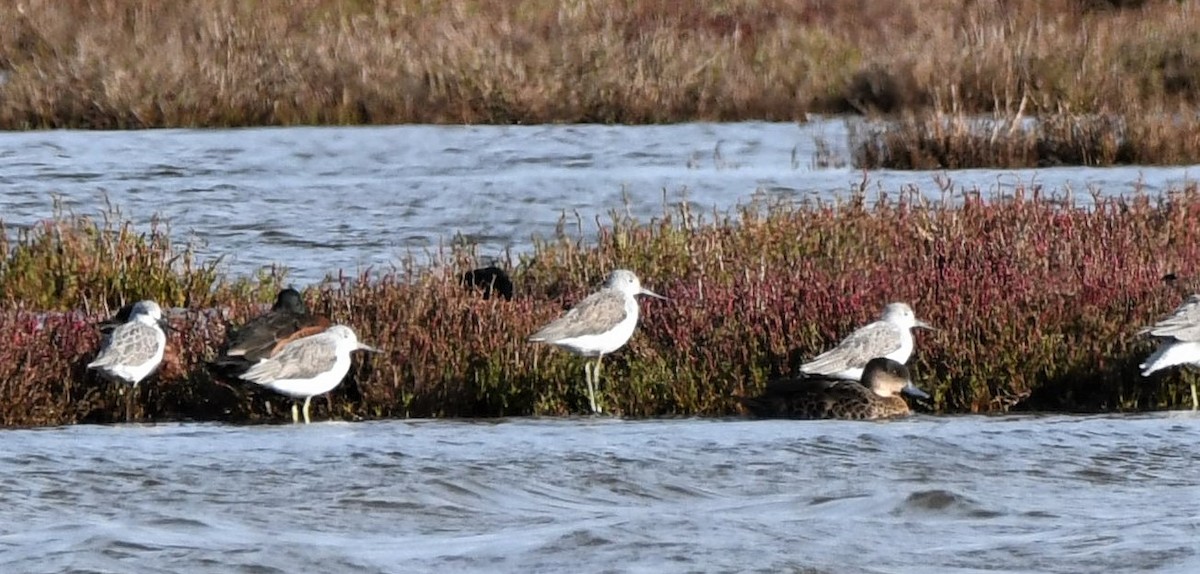 青足鷸 - ML232230881