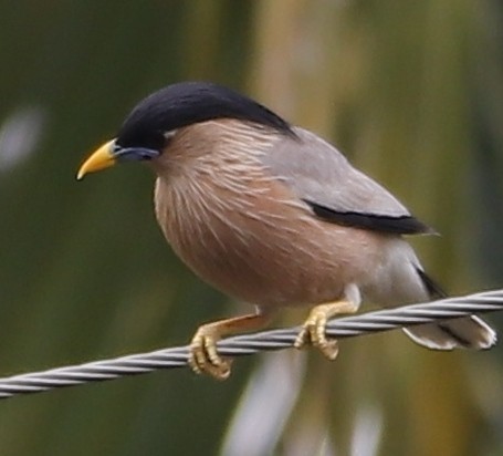 Brahminy Starling - Siva Kumar