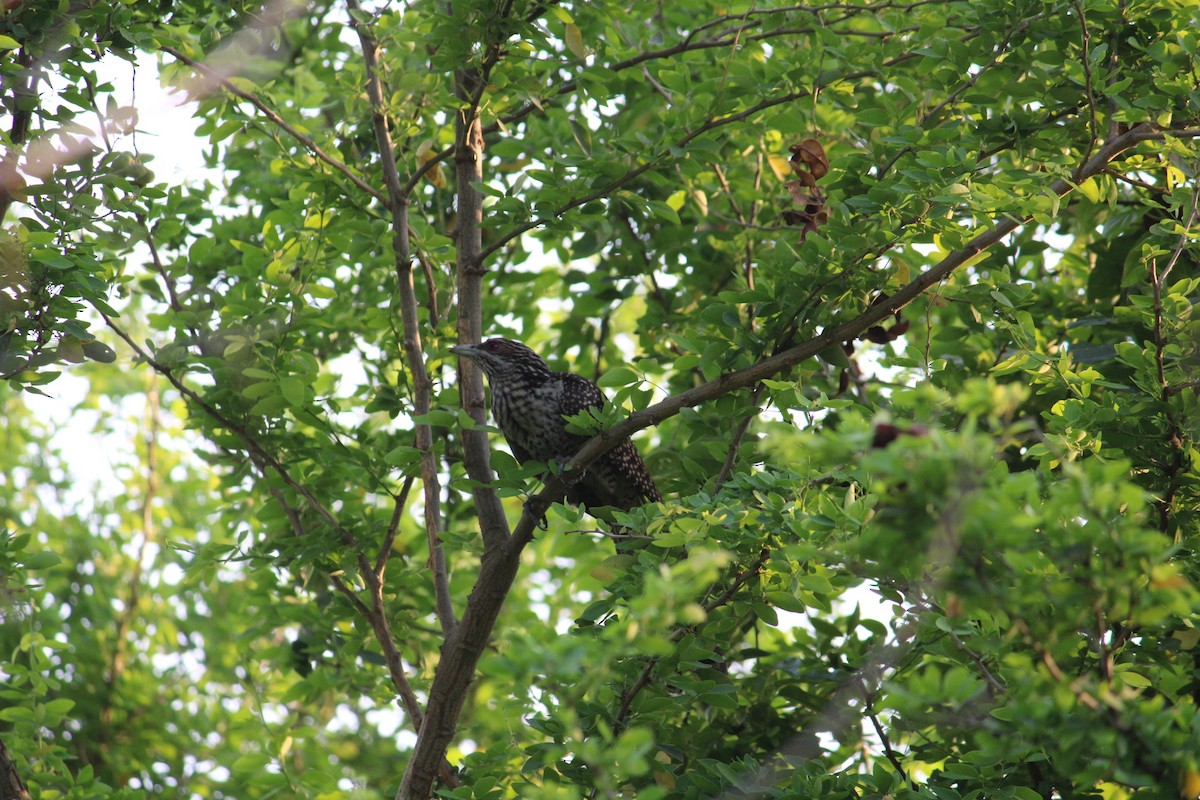 Asian Koel - Shuvendu Das