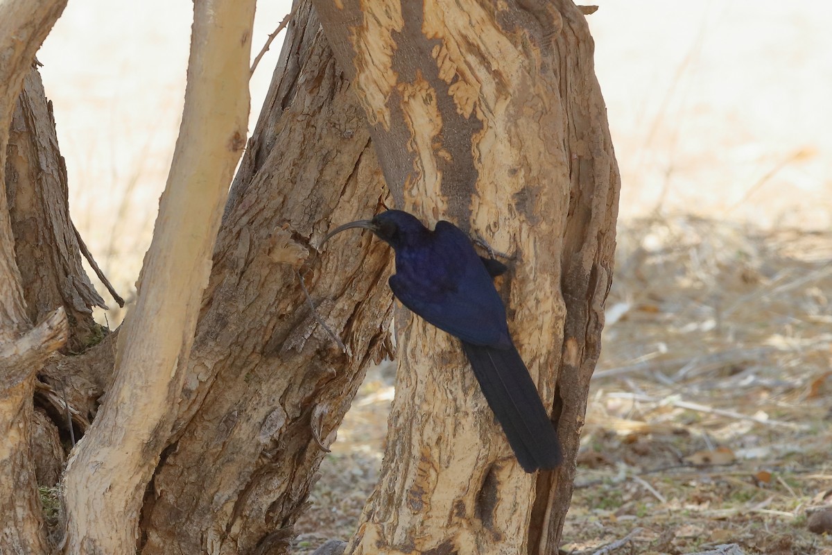 Common Scimitarbill - ML232232521