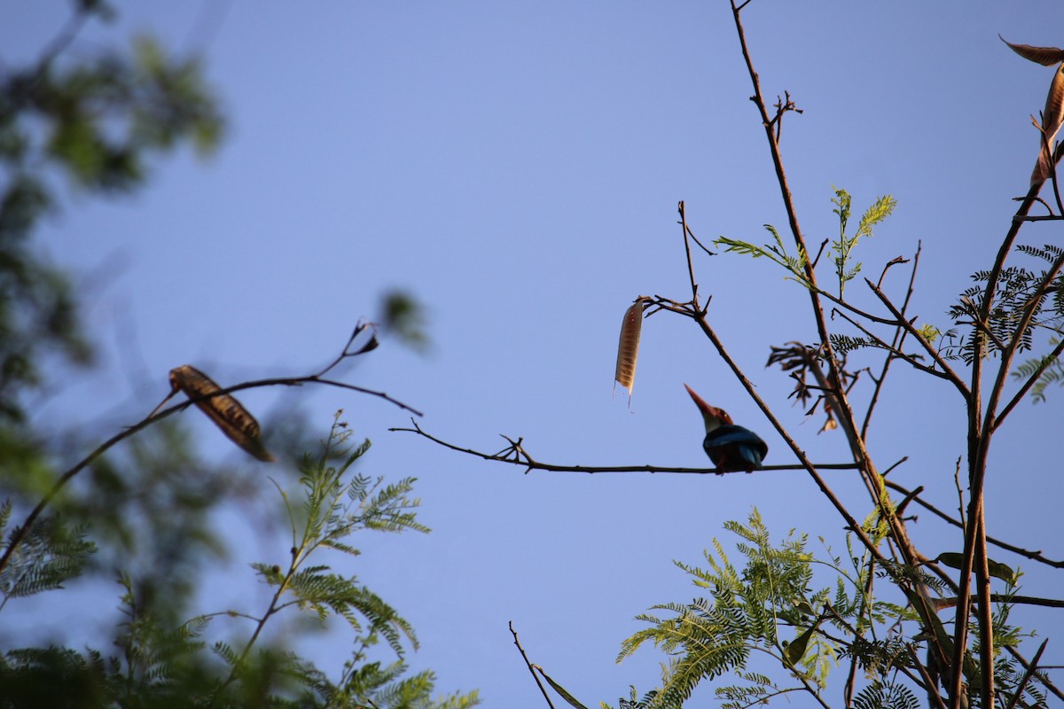White-throated Kingfisher - Shuvendu Das