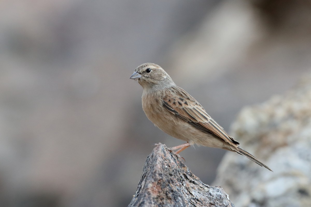 Lark-like Bunting - Holger Teichmann