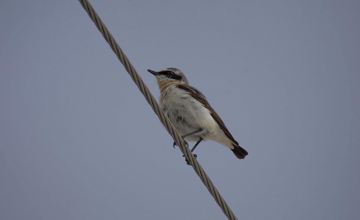 Northern Wheatear - ML232234551