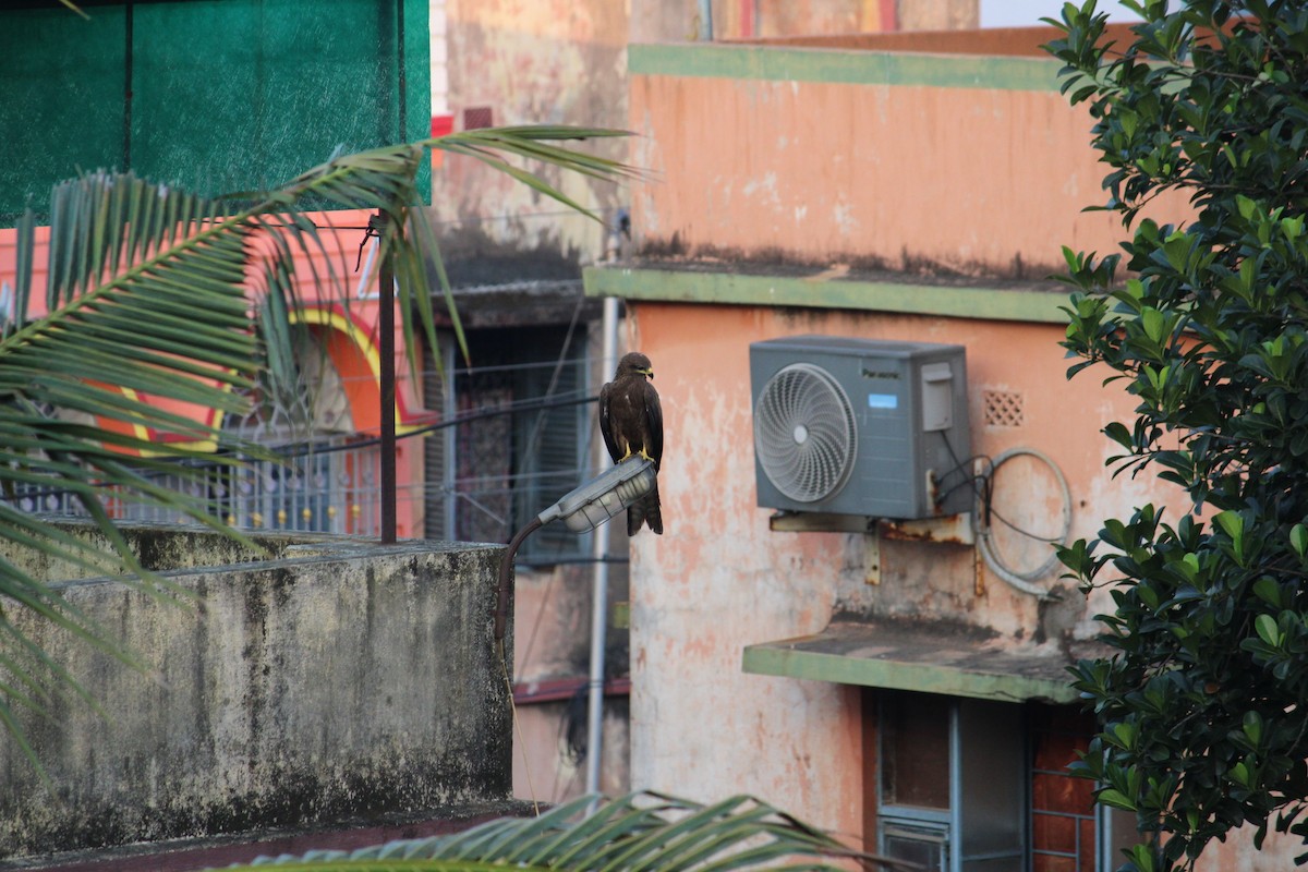 Black Kite - Shuvendu Das