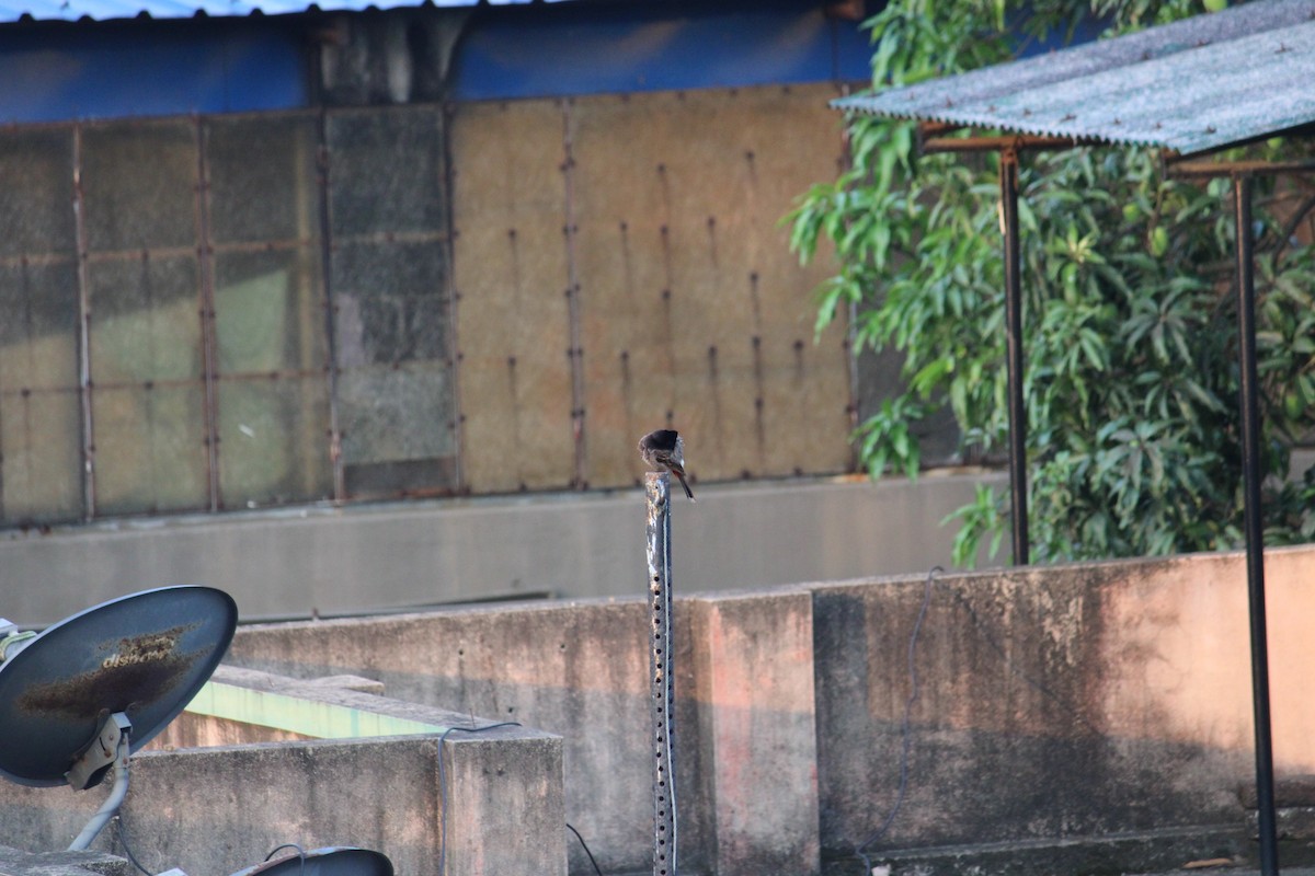 Red-vented Bulbul - ML232234881