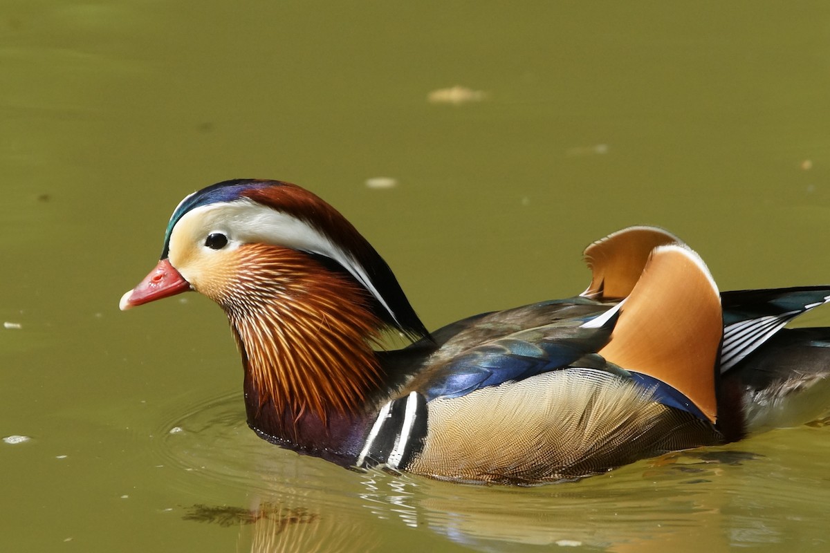 Canard mandarin - ML232235641