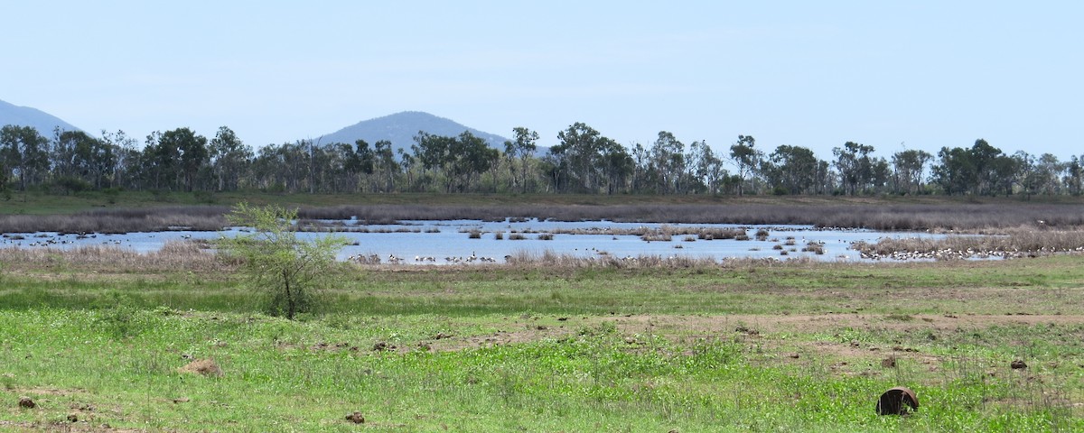 Magpie Goose - ML23223571