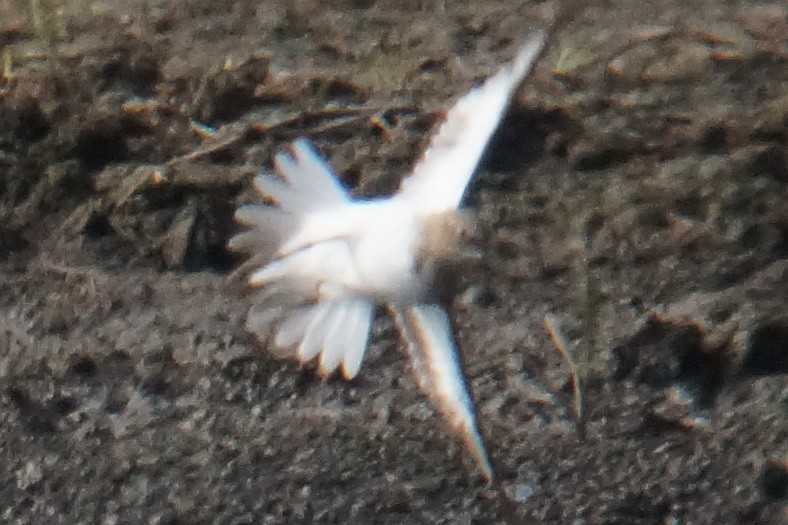 Temminck's Stint - ML232235911