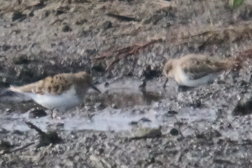 Temminck's Stint - ML232235921