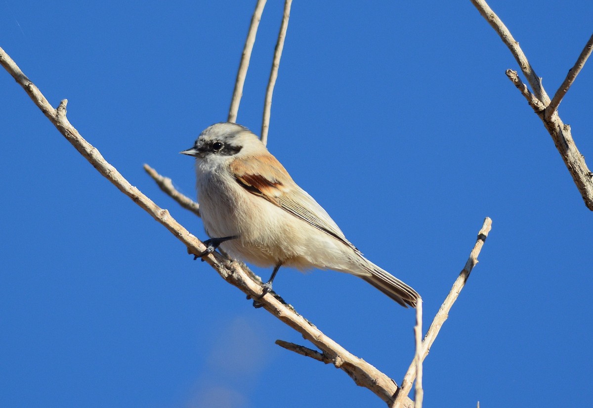 White-crowned Penduline-Tit - Batmunkh Davaasuren