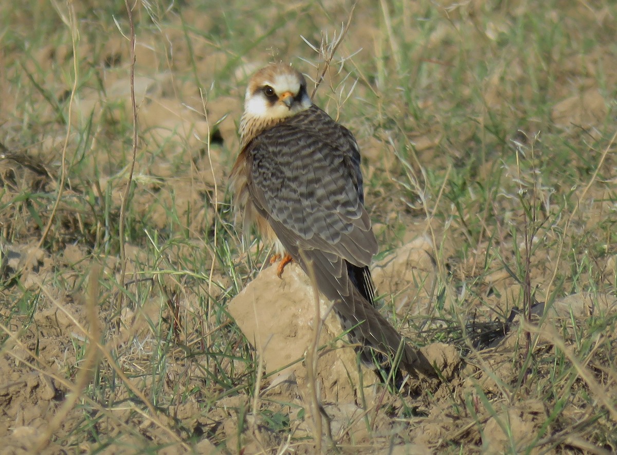 Red-footed Falcon - ML232237811