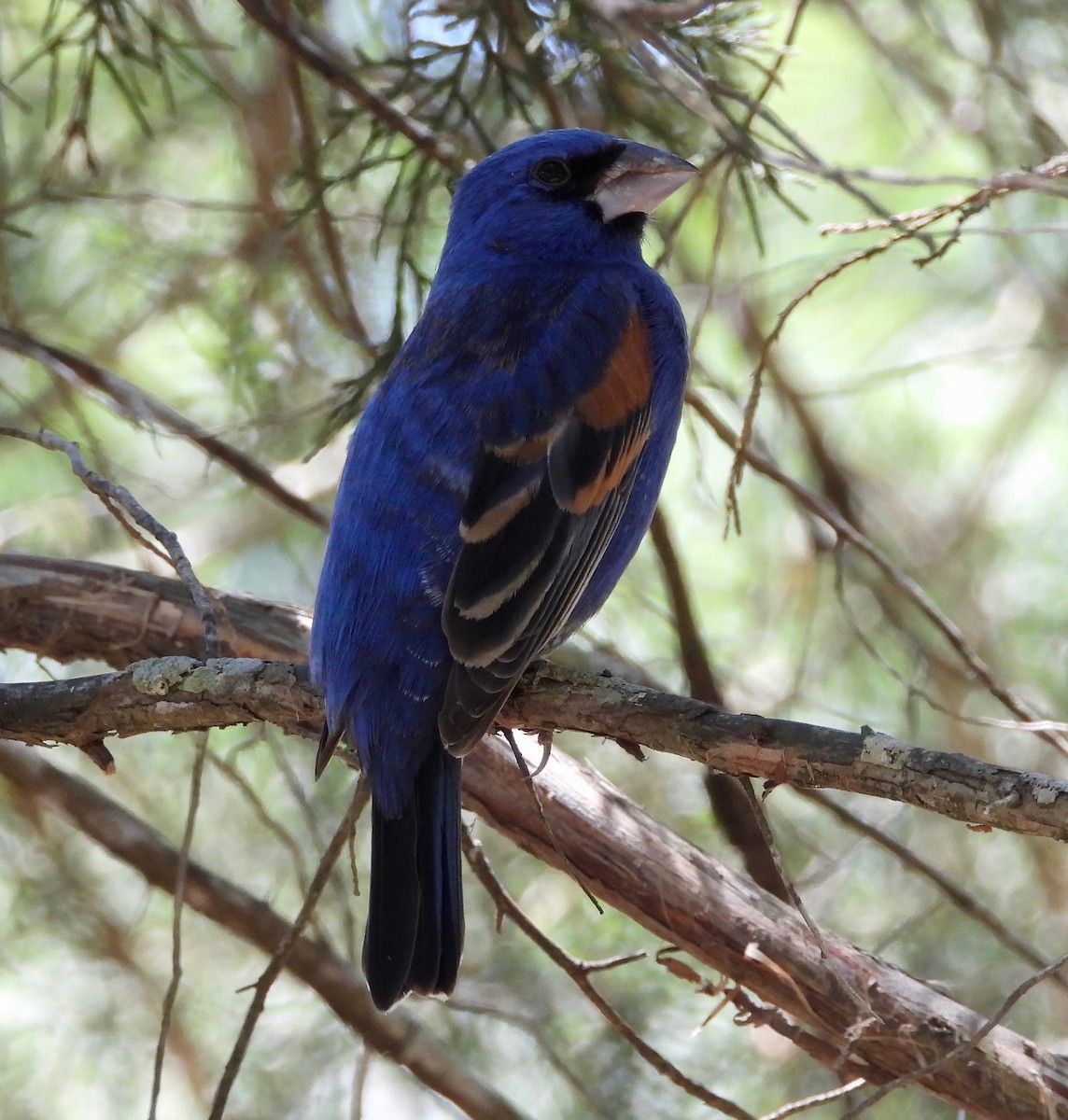 Blue Grosbeak - ML232238791
