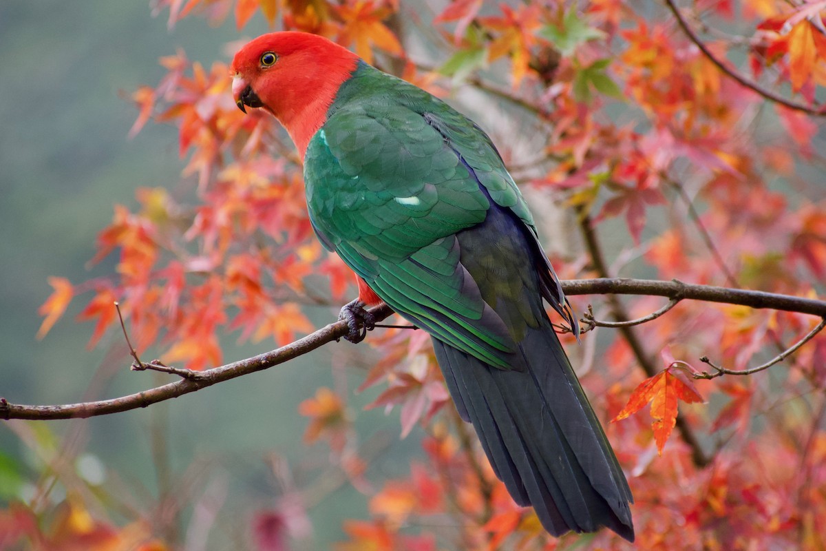 Australian King-Parrot - ML232239611