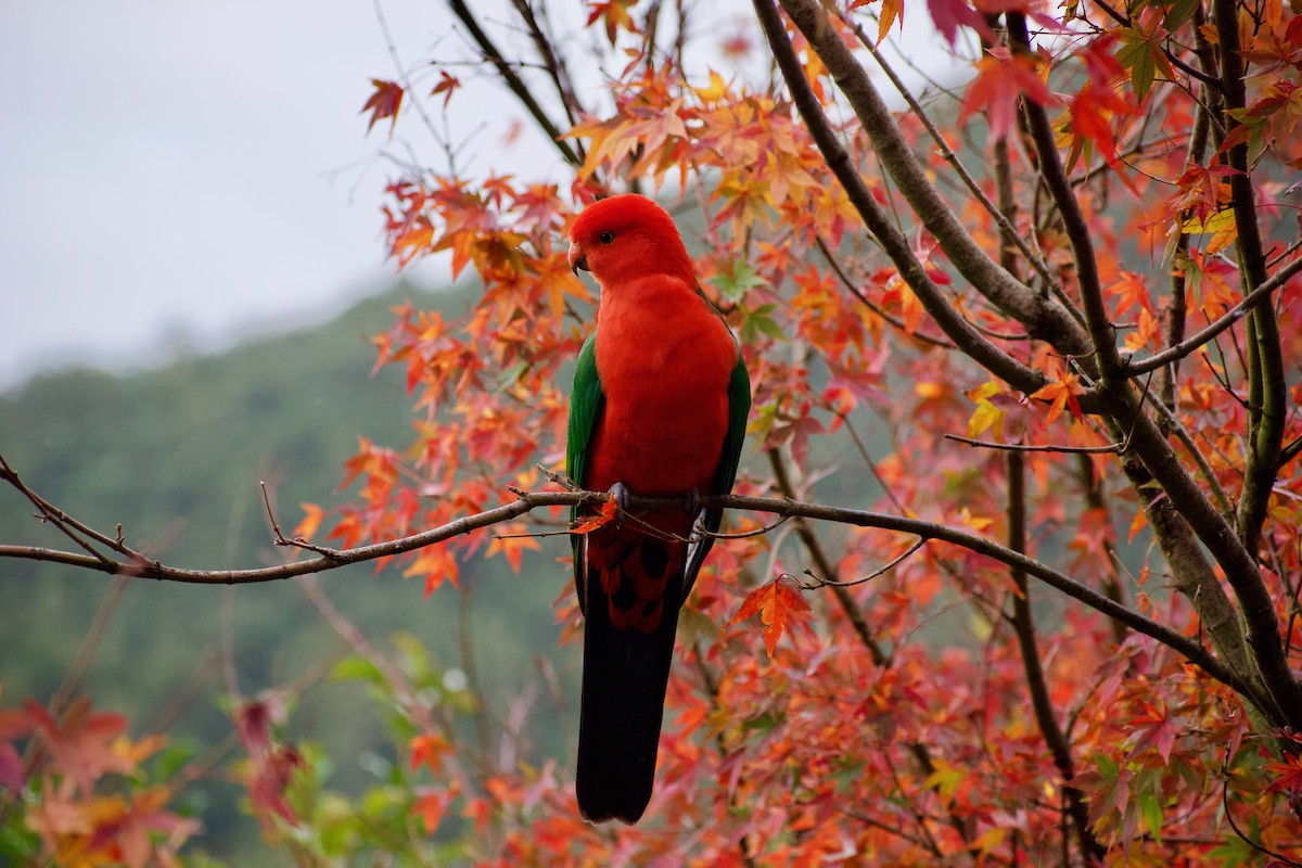 Australian King-Parrot - ML232239621