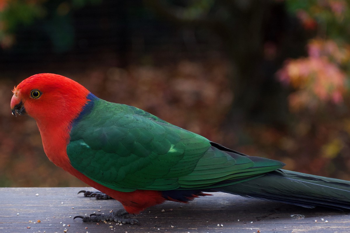 Australian King-Parrot - ML232239631