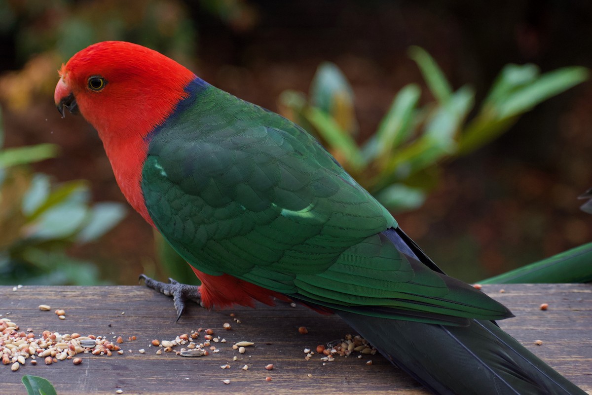 Australian King-Parrot - ML232239641