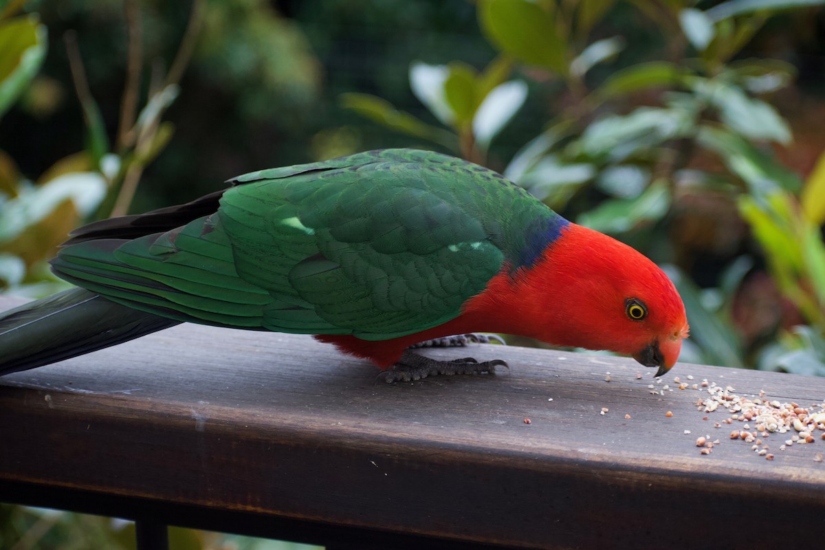 Australian King-Parrot - ML232239661