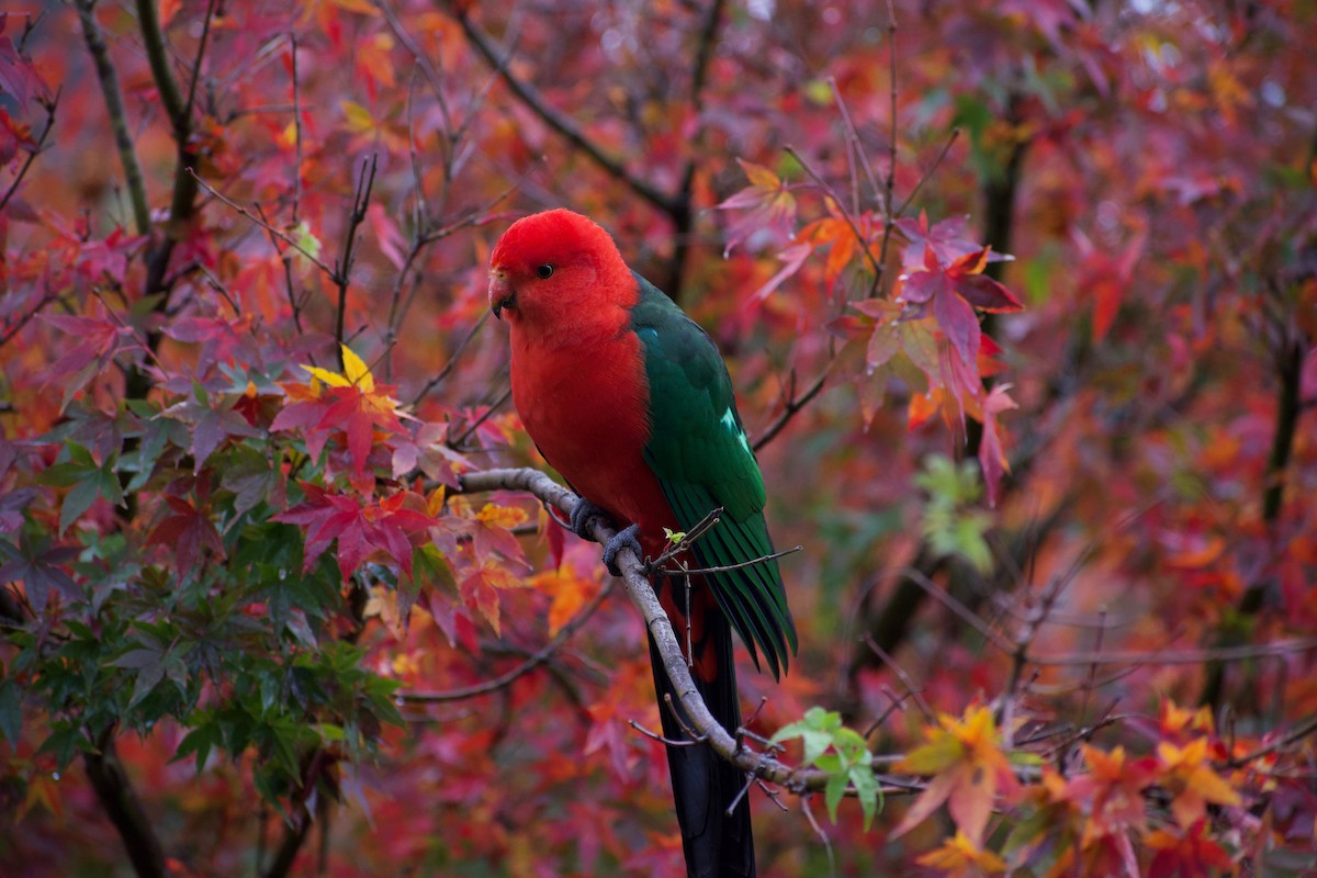 キンショウジョウインコ - ML232239671