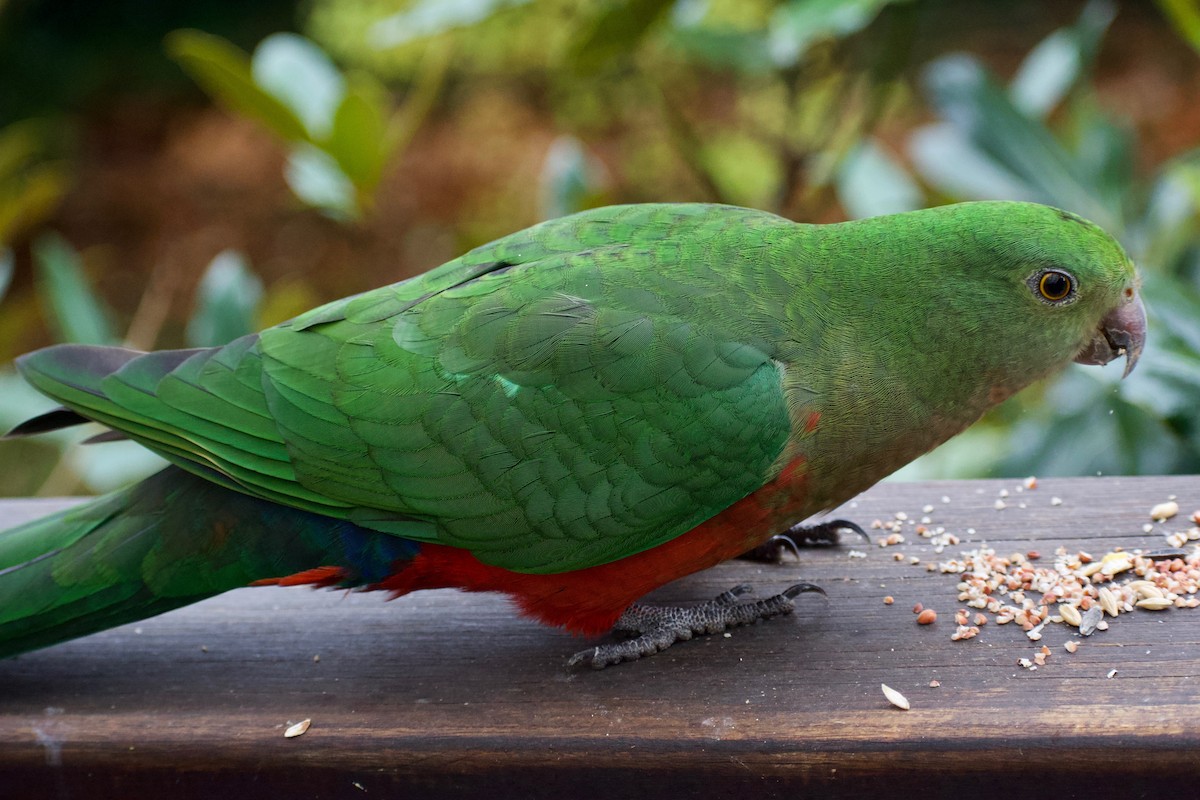 Australian King-Parrot - ML232239691