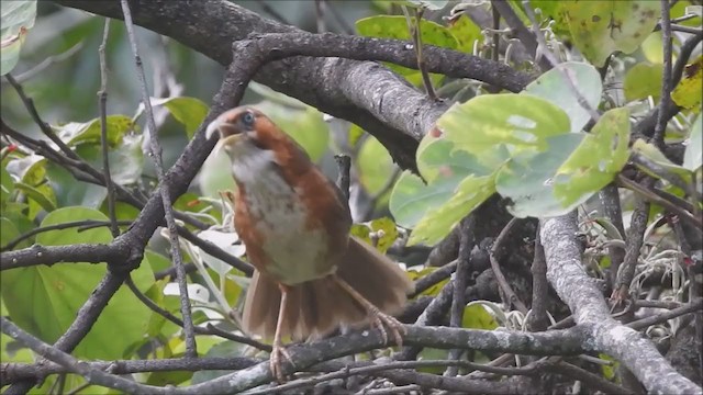 Rusty-cheeked Scimitar-Babbler - ML232243301