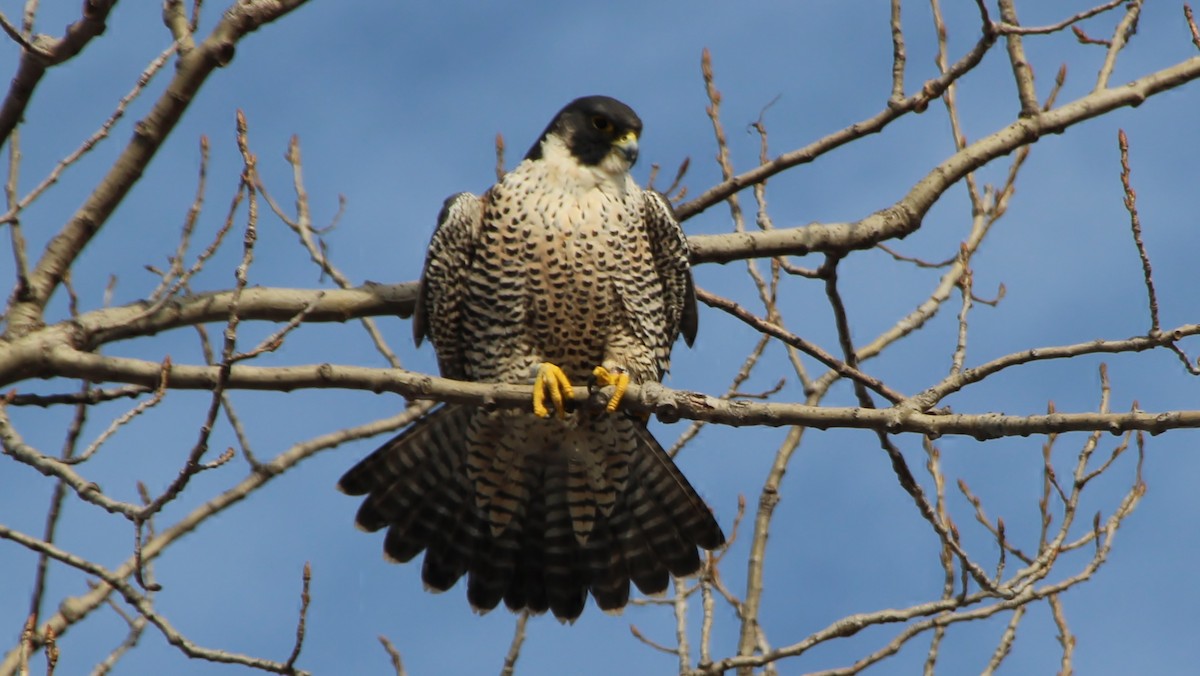 Peregrine Falcon (North American) - ML23224481