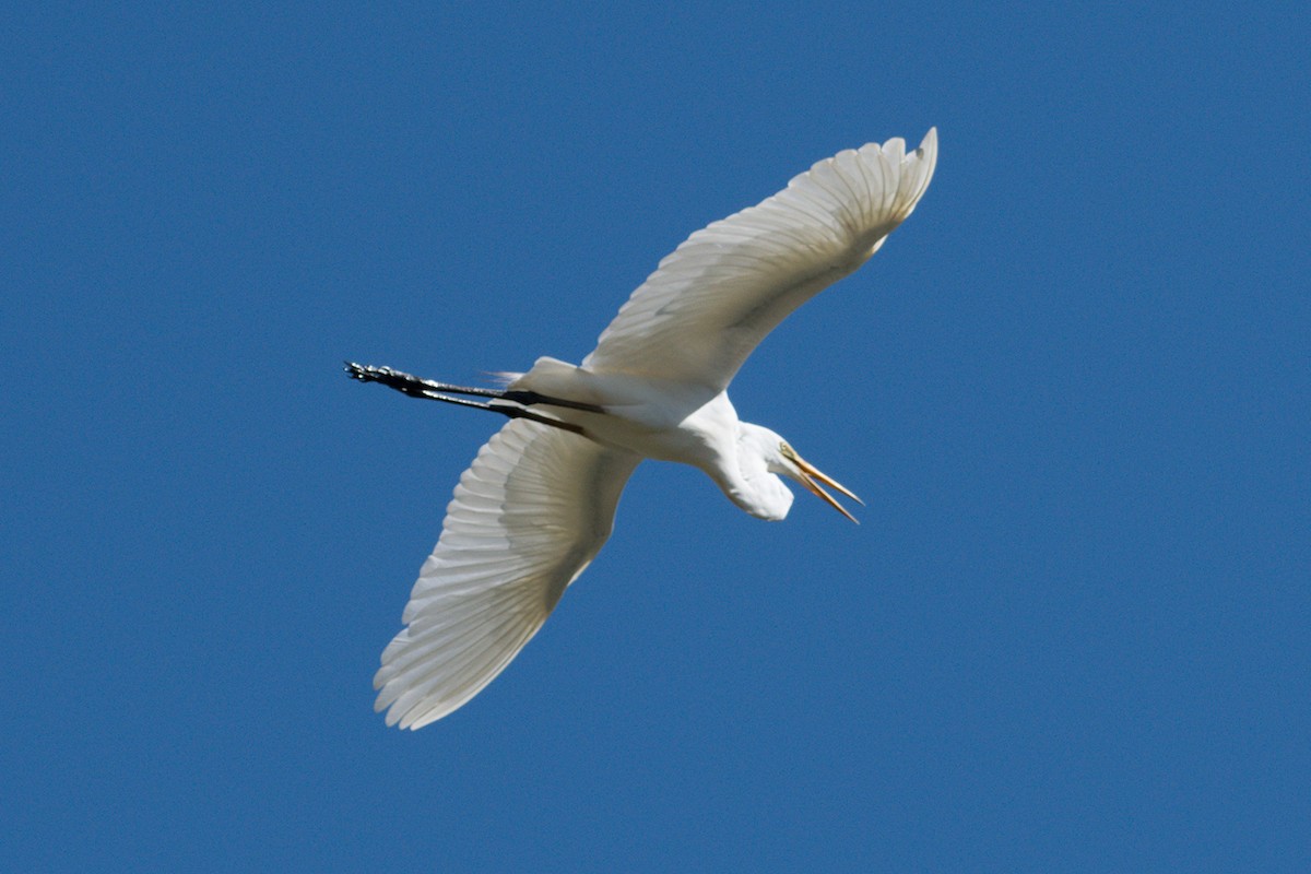 Great Egret - David King