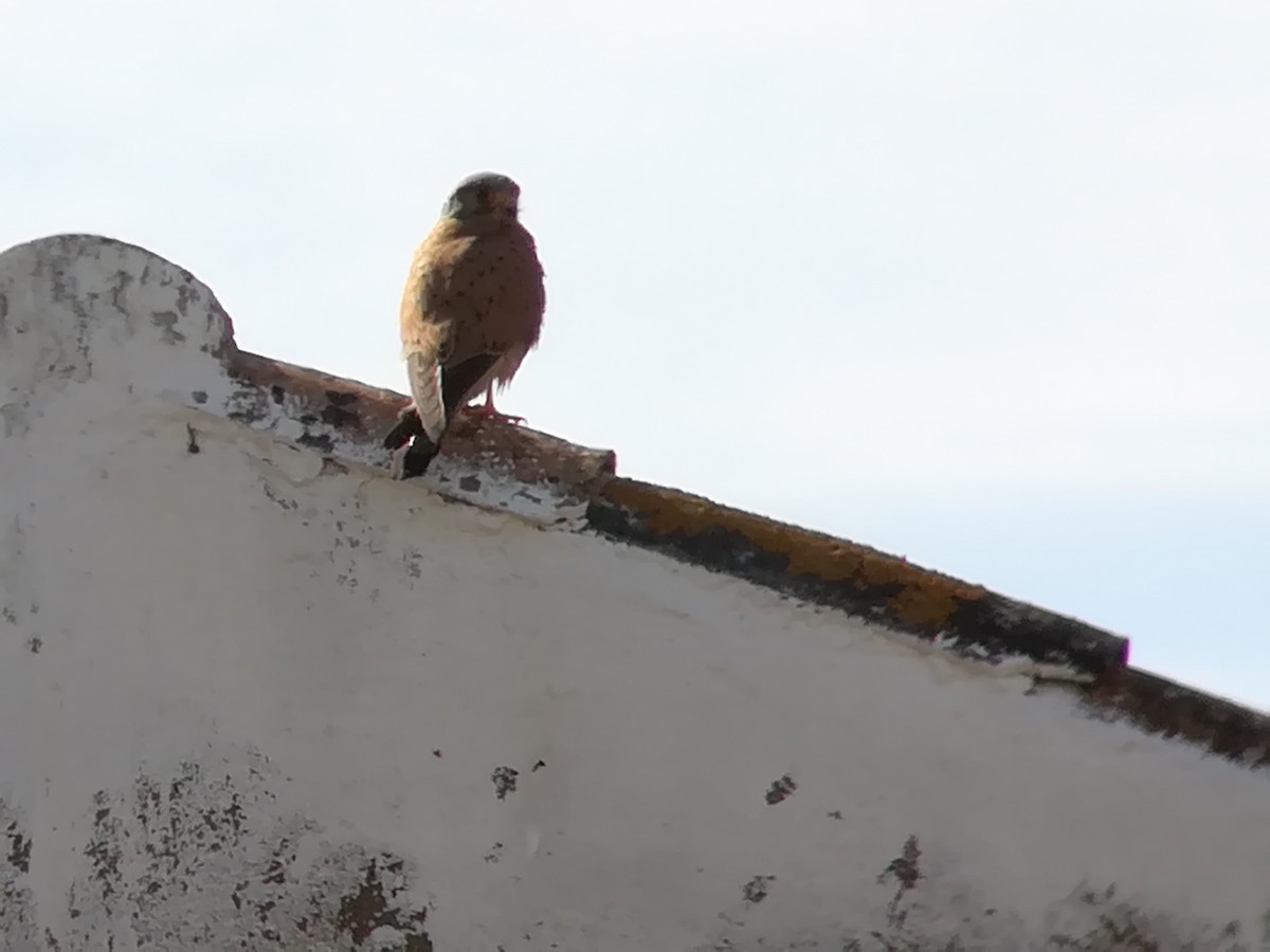 Eurasian Kestrel - ML232245441