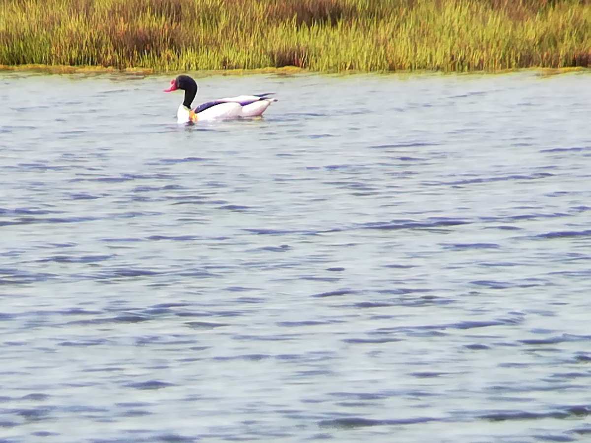 Common Shelduck - ML232245711