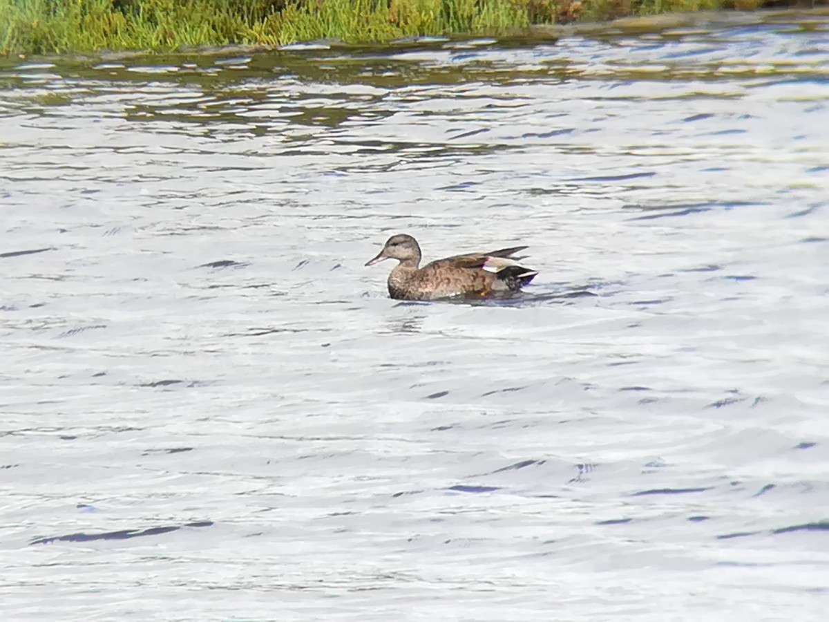 Gadwall - Nelson Conceição