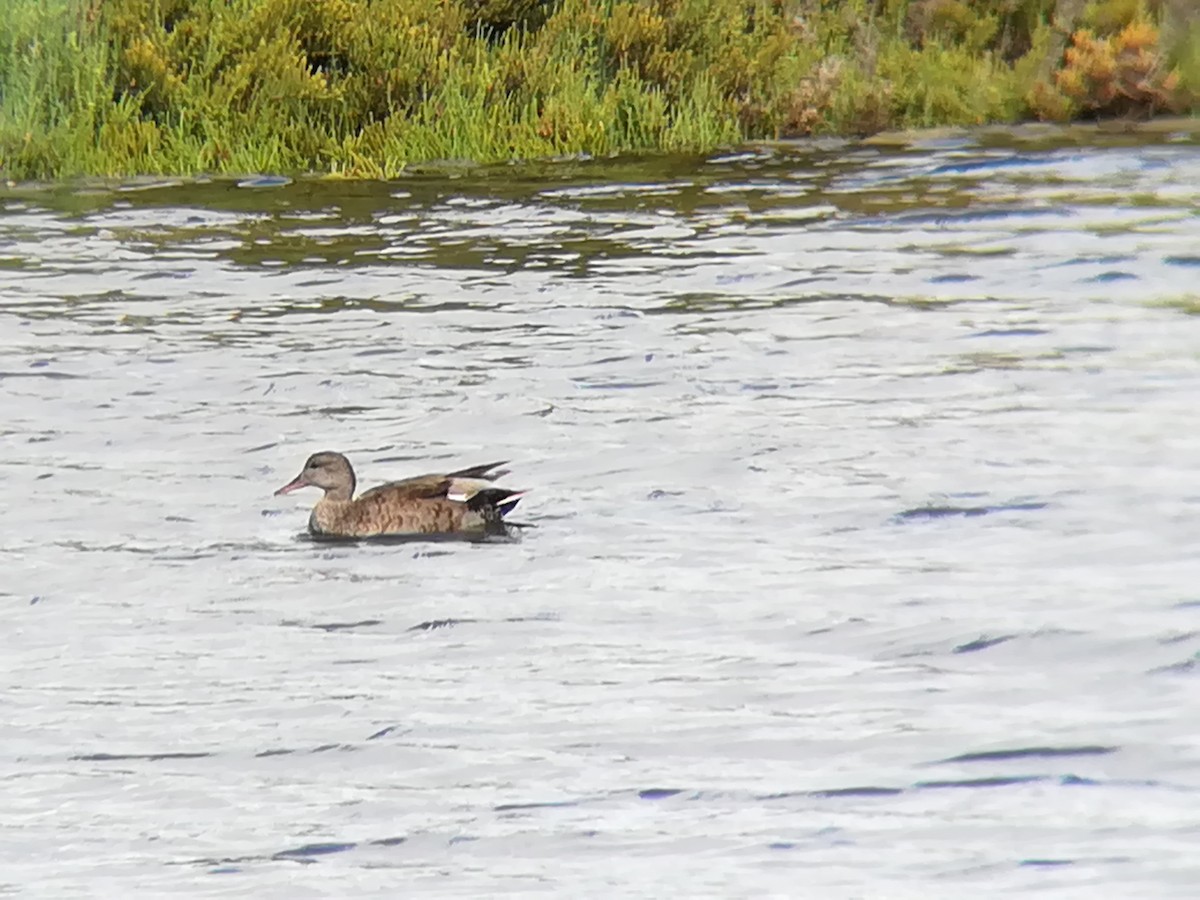 Gadwall - ML232245821