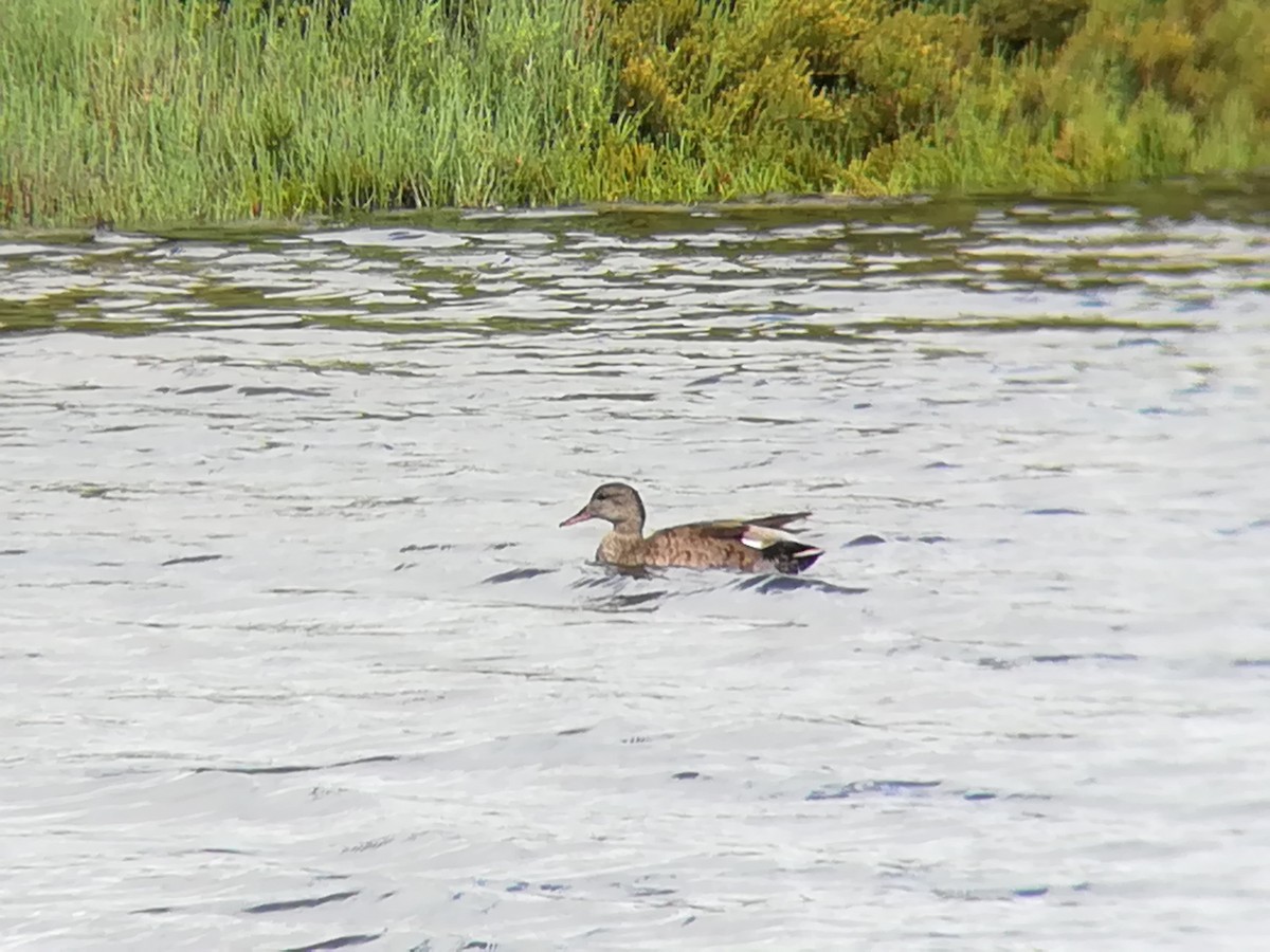 Gadwall - ML232245831