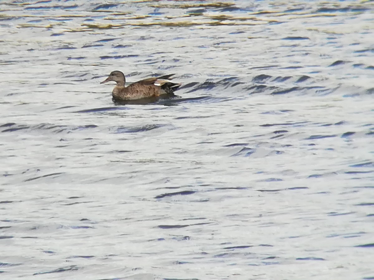 Gadwall - Nelson Conceição