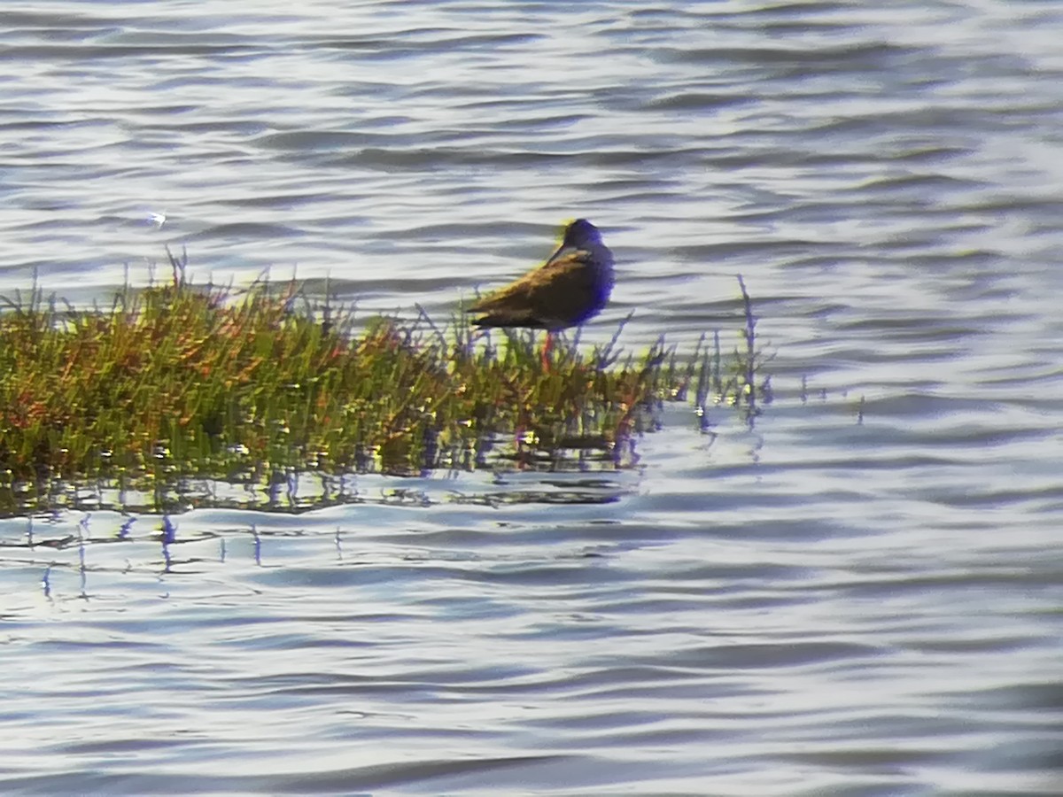 Common Redshank - ML232246161