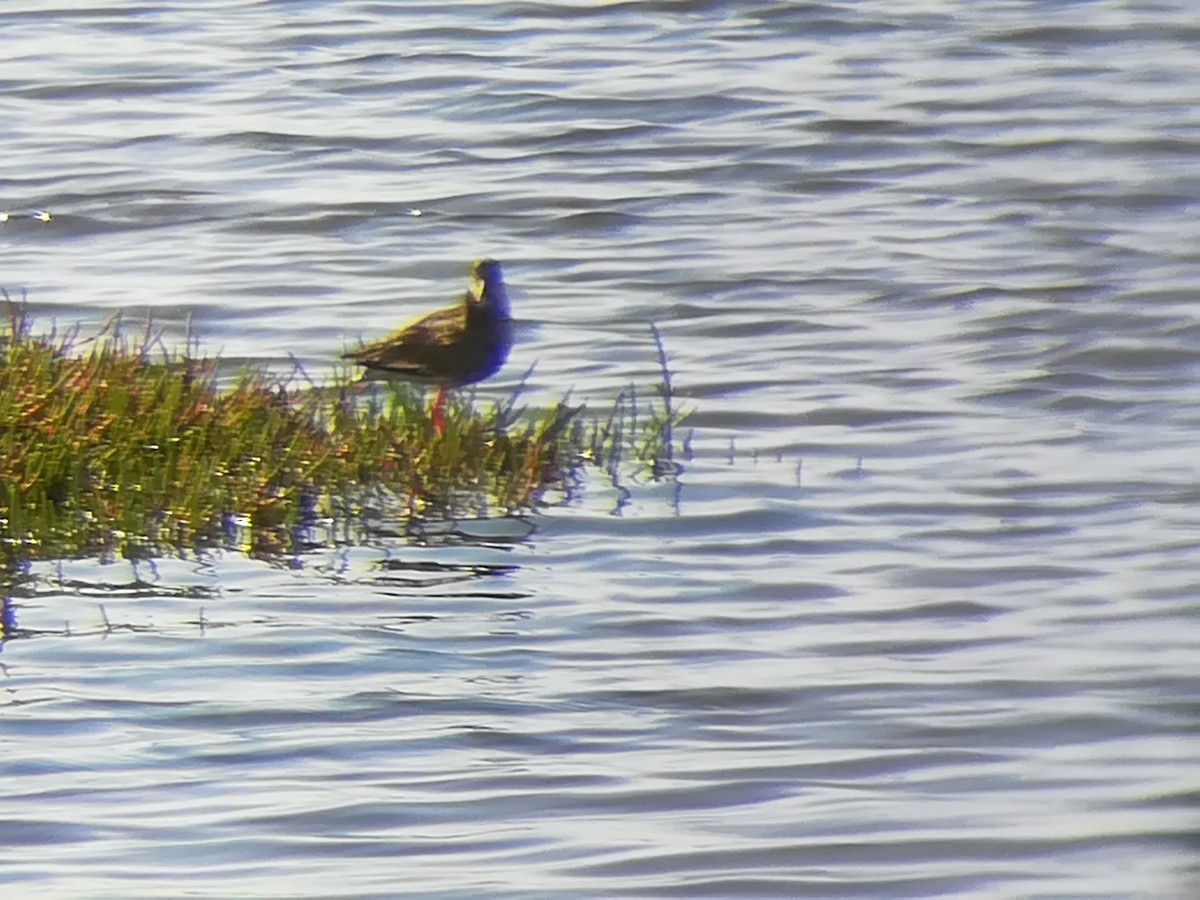 Common Redshank - ML232246171