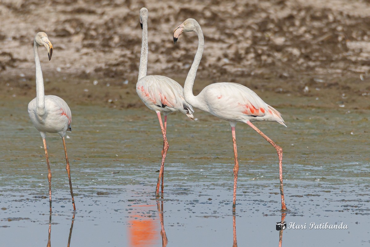 Flamingo - ML232247271