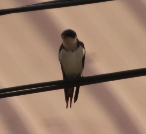 Ethiopian Swallow - ML23224771