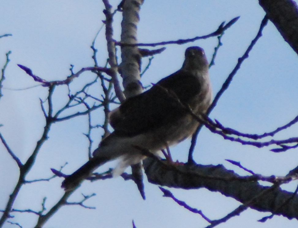 Sharp-shinned Hawk - ML23224831