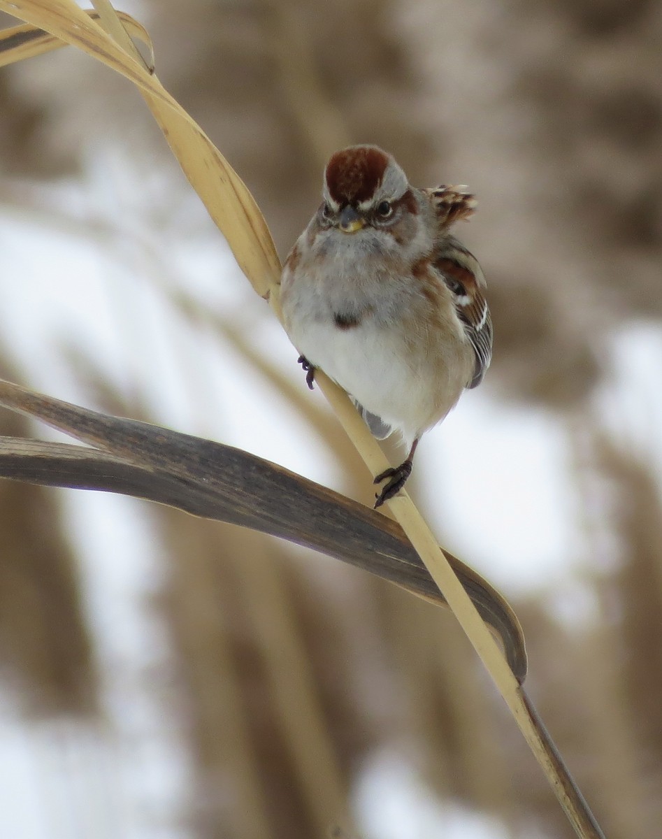 American Tree Sparrow - ML23224881