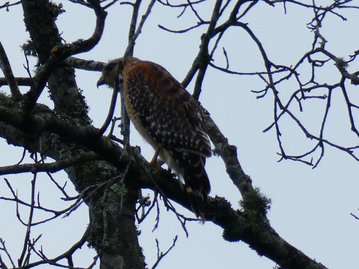 Red-shouldered Hawk - ML232248851