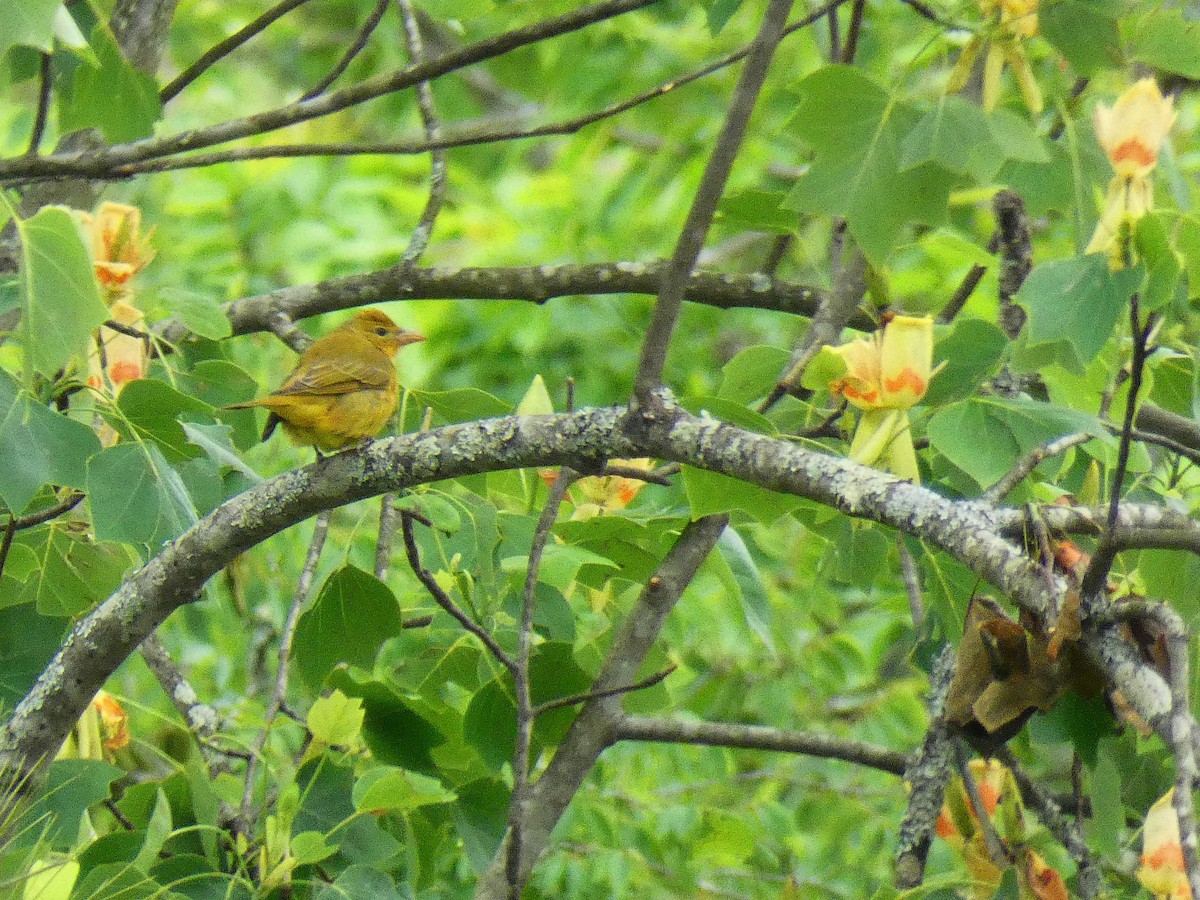 Summer Tanager - ML232248901