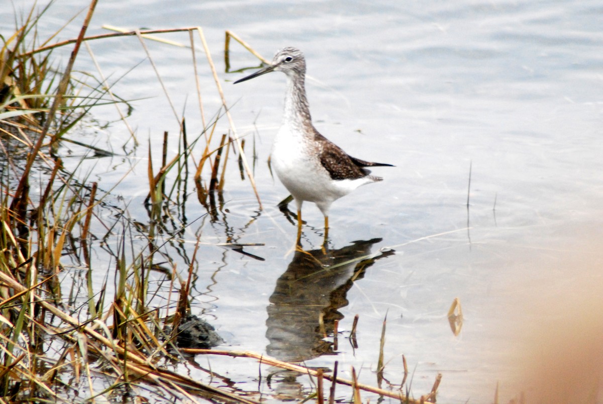 Greater Yellowlegs - ML23224921