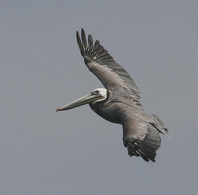 Brown Pelican - ML23224951