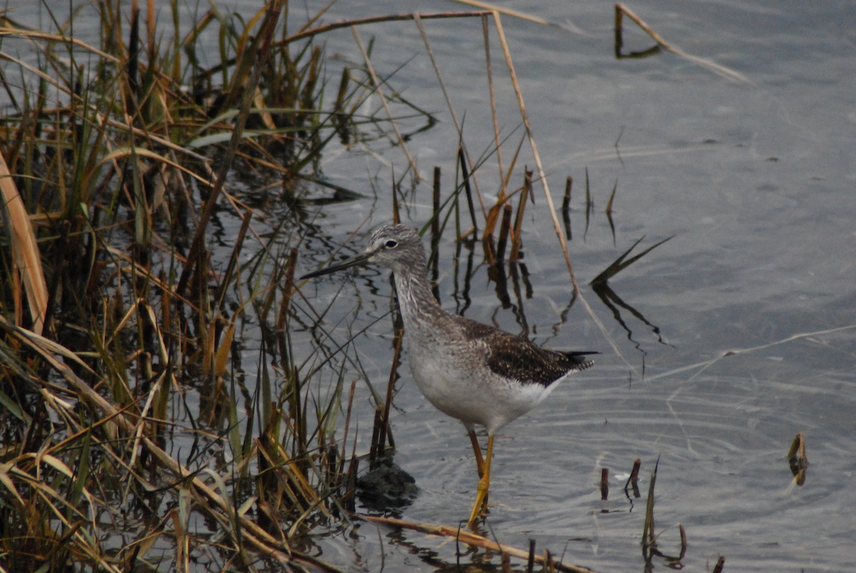 Greater Yellowlegs - ML23224981