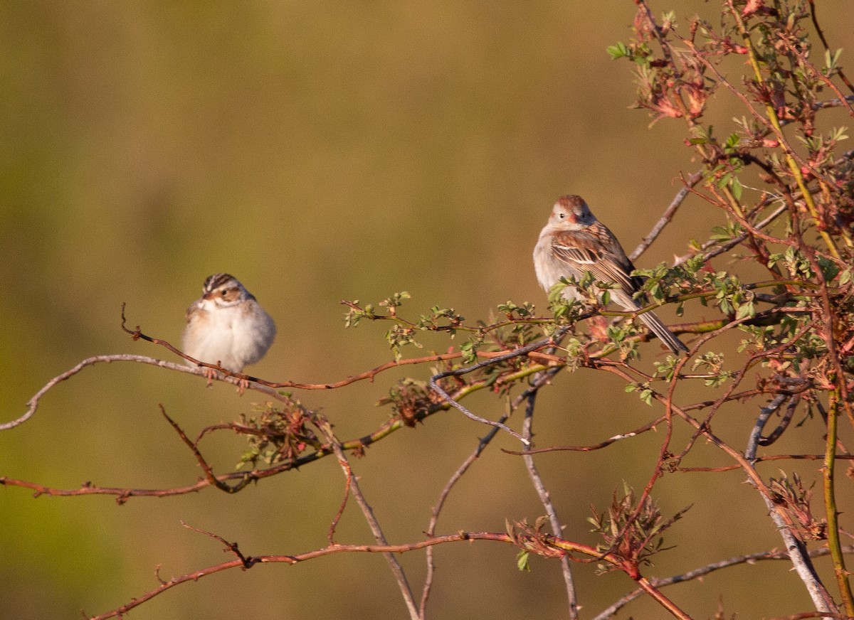 Clay-colored Sparrow - Joel Strong